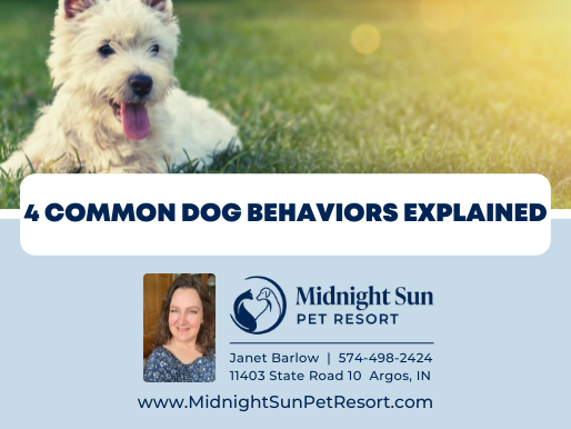 4 Common Dog Behaviors Explained