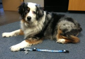 chief happiness officer angus and his new custom dog collar