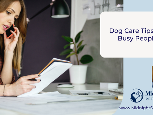 Dog Care Tips For Busy People