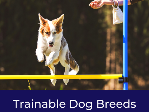 4 Trainable Dog Breeds