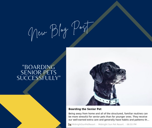 Boarding the Senior Pet