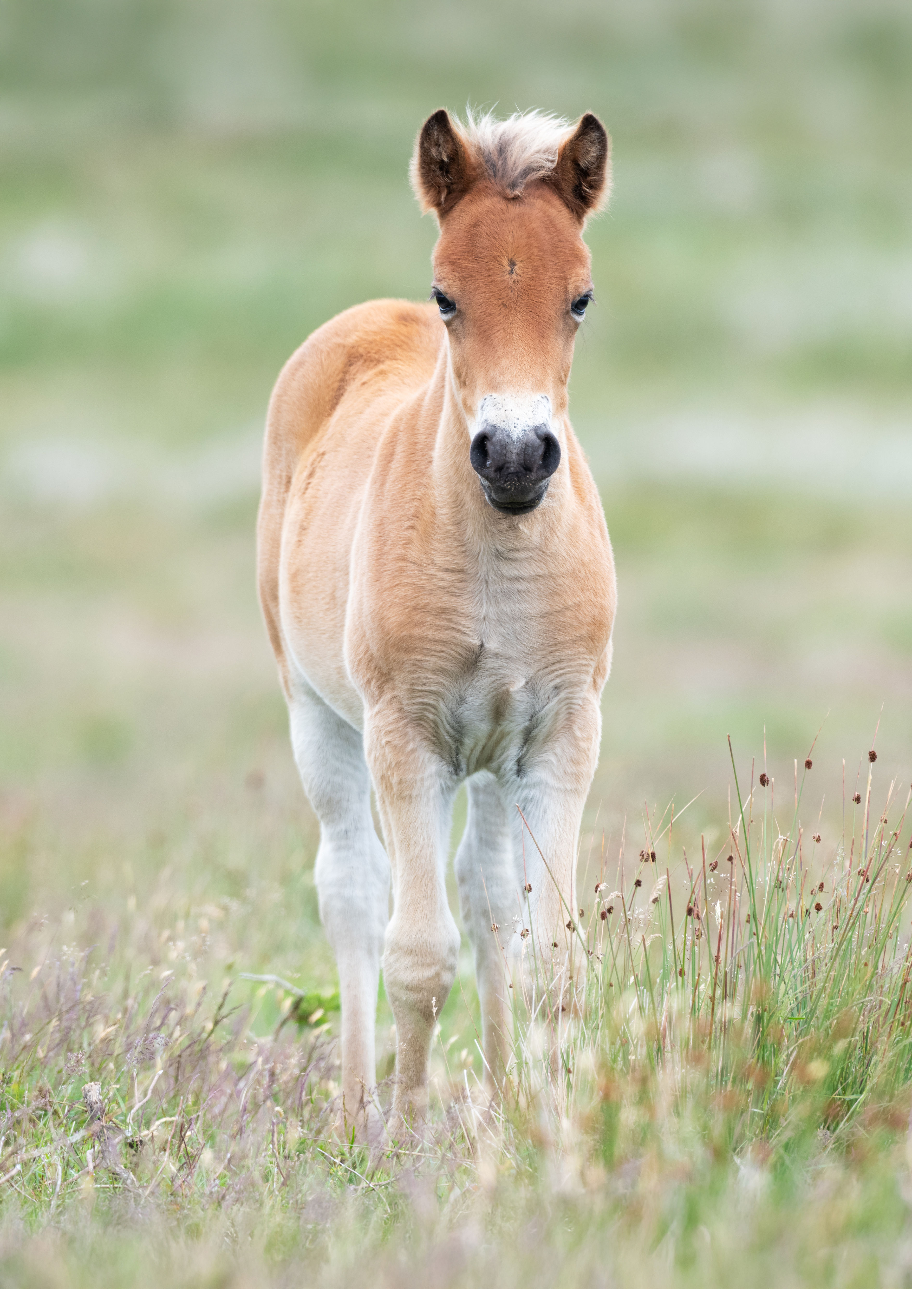 Exmoor Pony Foal