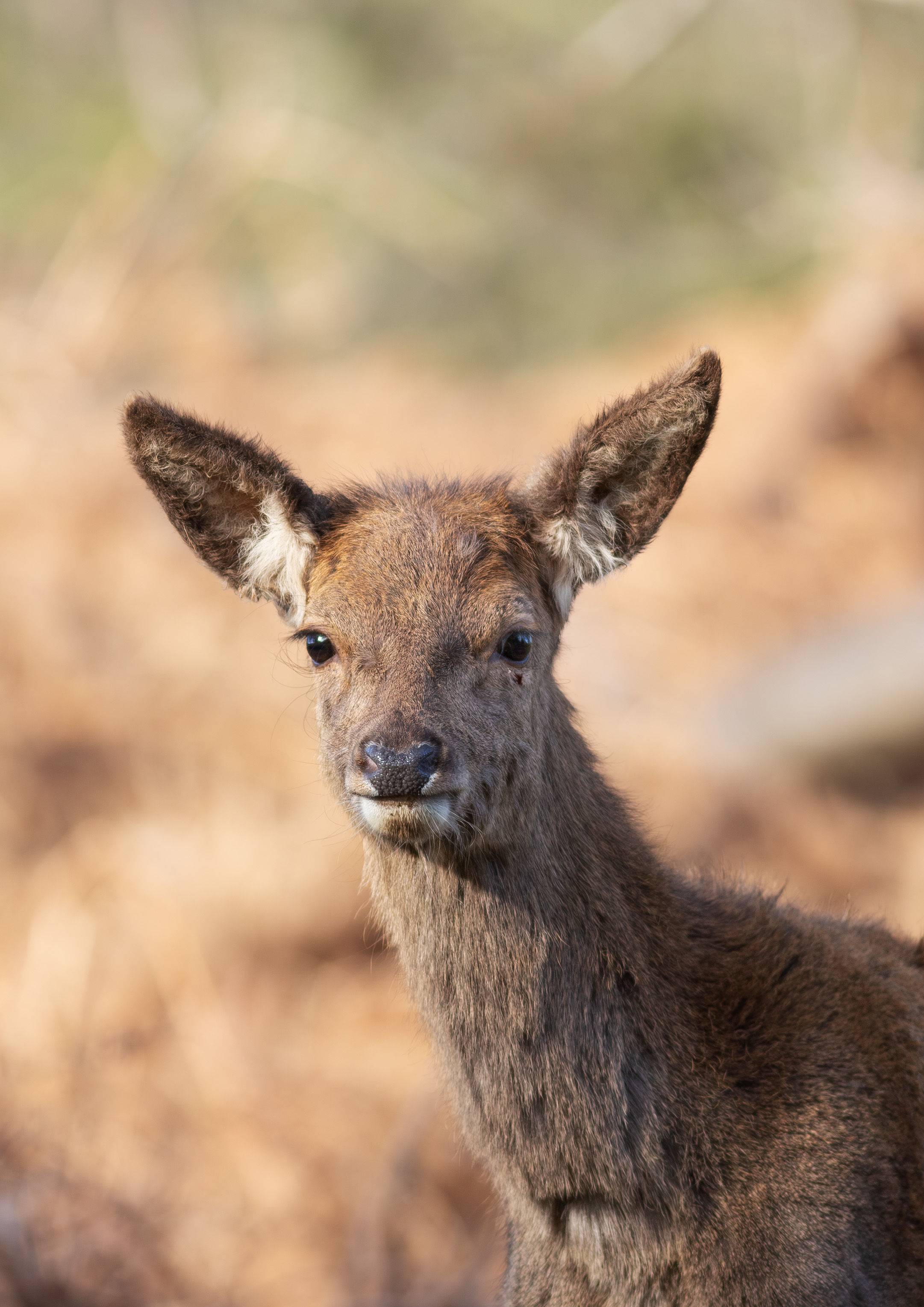 Red Deer Calf