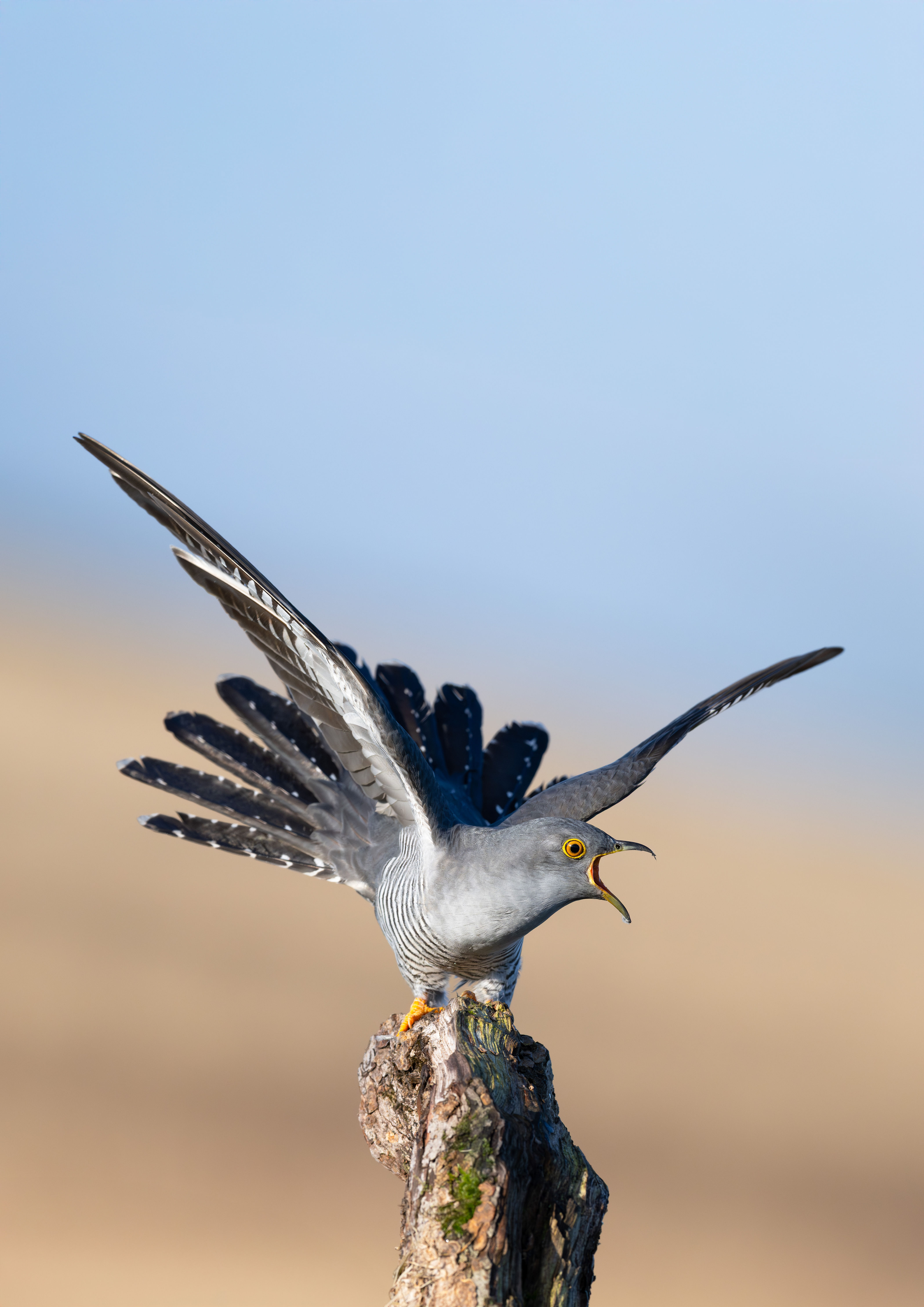 Cuckoo In Defensive Pose