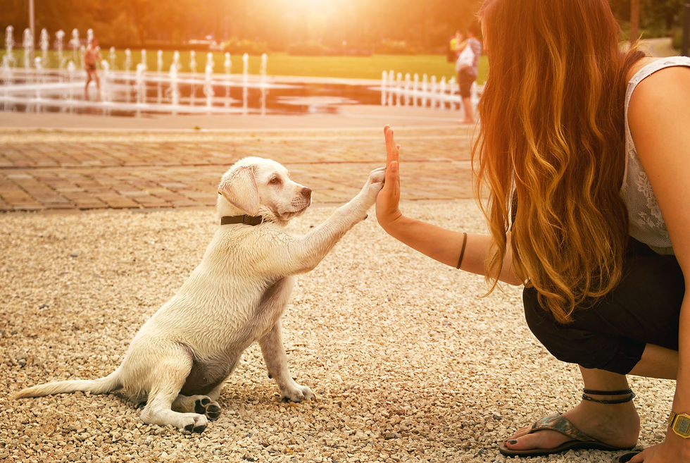 handshake between woman and pretty puppy- High Five - teamwork between girl dog.jpg