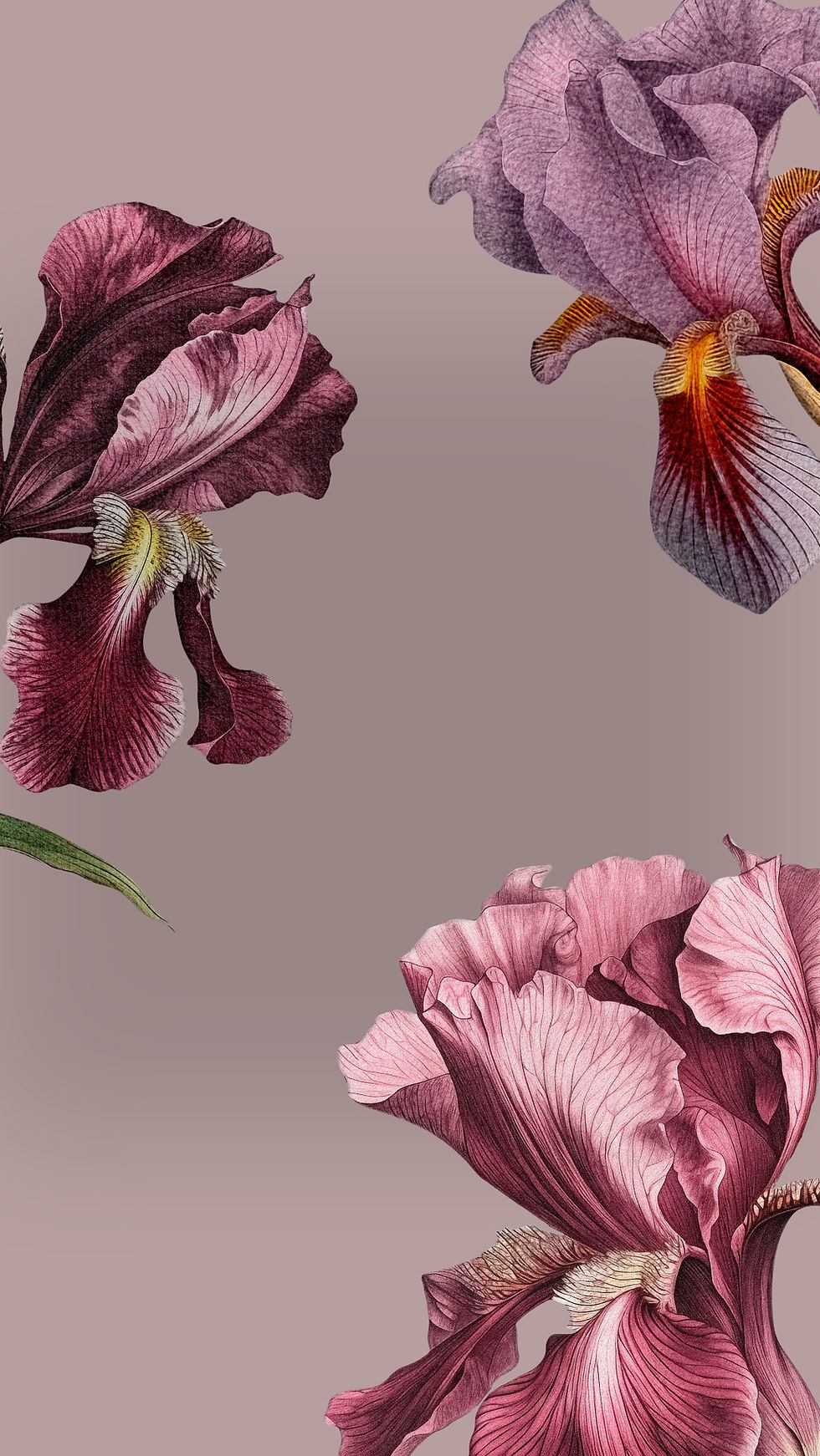 Logo lilies wallpaper_edited.jpg