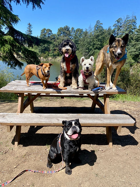 Hiking dogs.jpg
