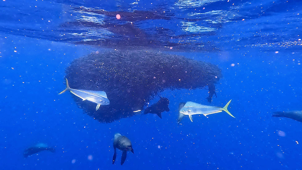 sea lions, mahi mahi and a big school of sardines in the pacific ocean