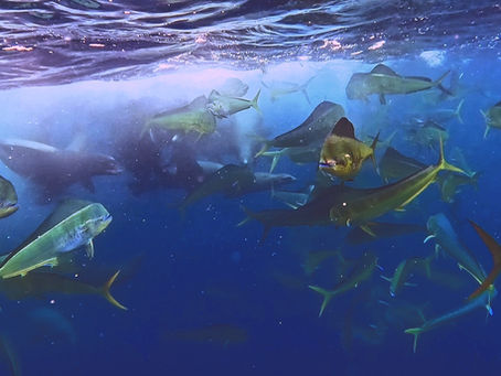 First-Time Adventure in Loreto? Your Complete Guide to Sea, Land, and Whales If you're planning your very first outdoor adventure in Loreto, Baja California