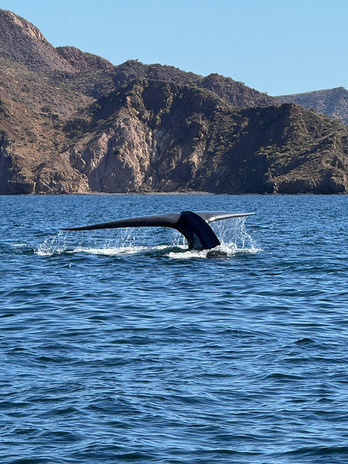 WhatsApp Image 2026-01-25 at 16.11.19.jpeg