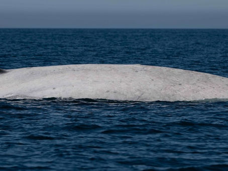 Albino Blue Whale Spotted in Loreto, Mexico — An Extremely Rare Ocean Encounter
