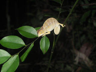 Madagascar Wildlife Conservation