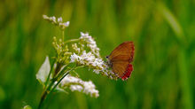 Wildlife Conservation in Nepal