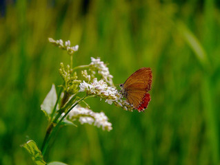Wildlife Conservation in Nepal