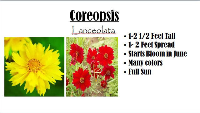 coreopsos