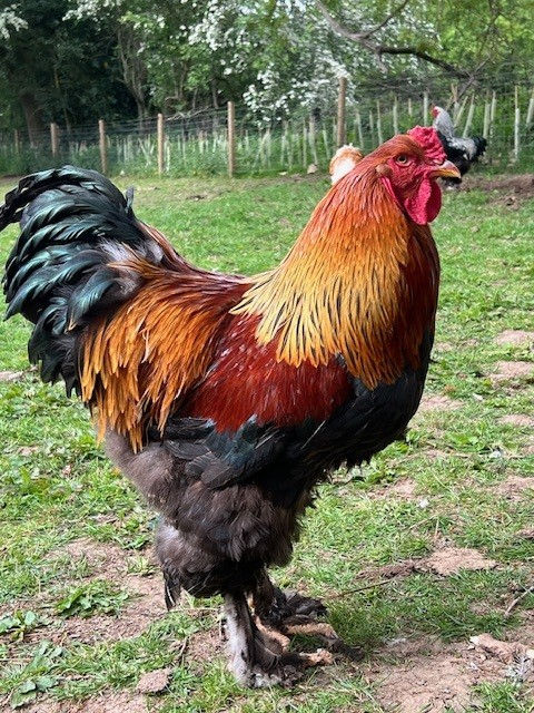 Brahma 4.jpg