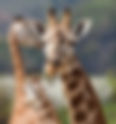 Girafas - Curiosidade Animal