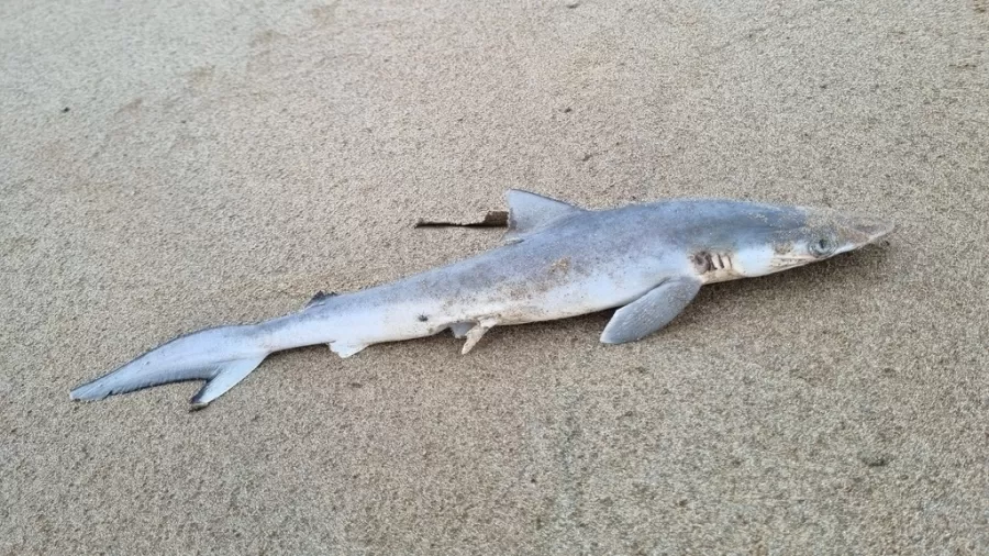 Cocaína encontrada em Tubarões: Um Alerta Sobre a Poluição dos Oceanos