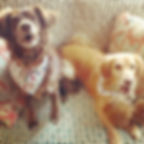 Dog Mom