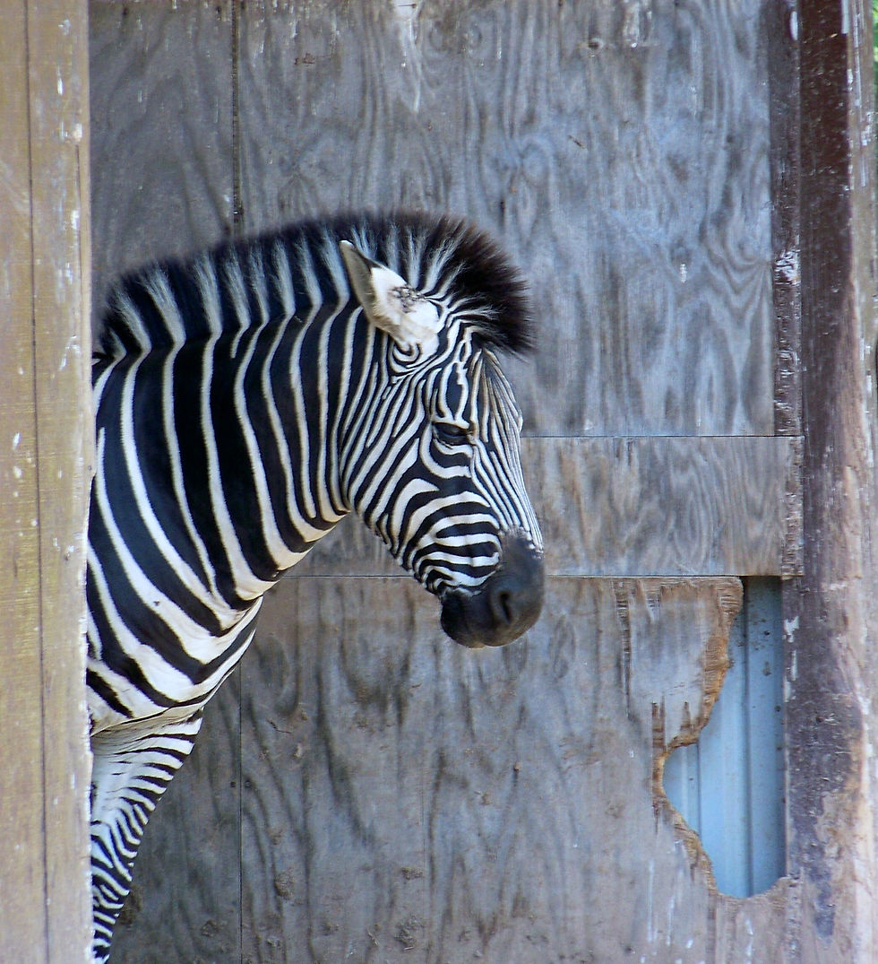 Zebra
