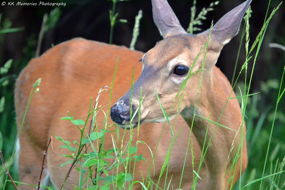 Deer #1