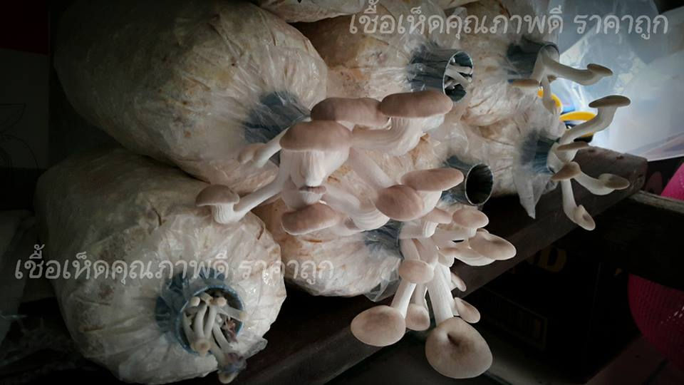 ภาพขนาดย่อ: ก้อนเห็ดนางฟ้าภูฎาน