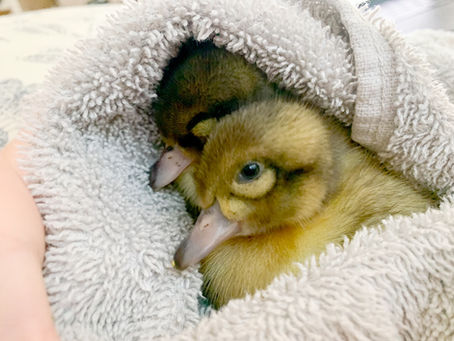 Duckling Growth and Timeline