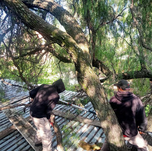 En atención a los reportes ciudadanos y con el compromiso de proteger la integridad de los sanmiguelenses, el Gobierno Municipal está previniendo el riesgo de colapso de árboles, que son afectados en esta temporada de lluvias.