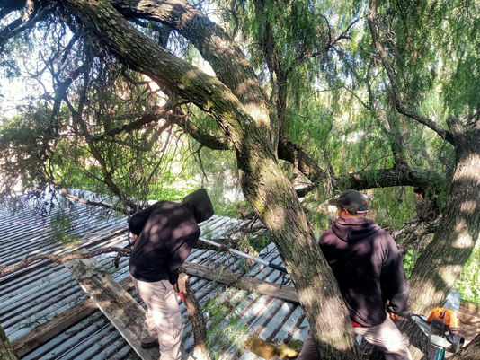 En atención a los reportes ciudadanos y con el compromiso de proteger la integridad de los sanmiguelenses, el Gobierno Municipal está previniendo el riesgo de colapso de árboles, que son afectados en esta temporada de lluvias.