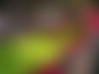 «La Mejor Ciudad del Mundo» luce espectacular con la tradicional decoración de nochebuenas en esta temporada decembrina.