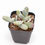 Thumbnail: Cotyledon Silver Peak