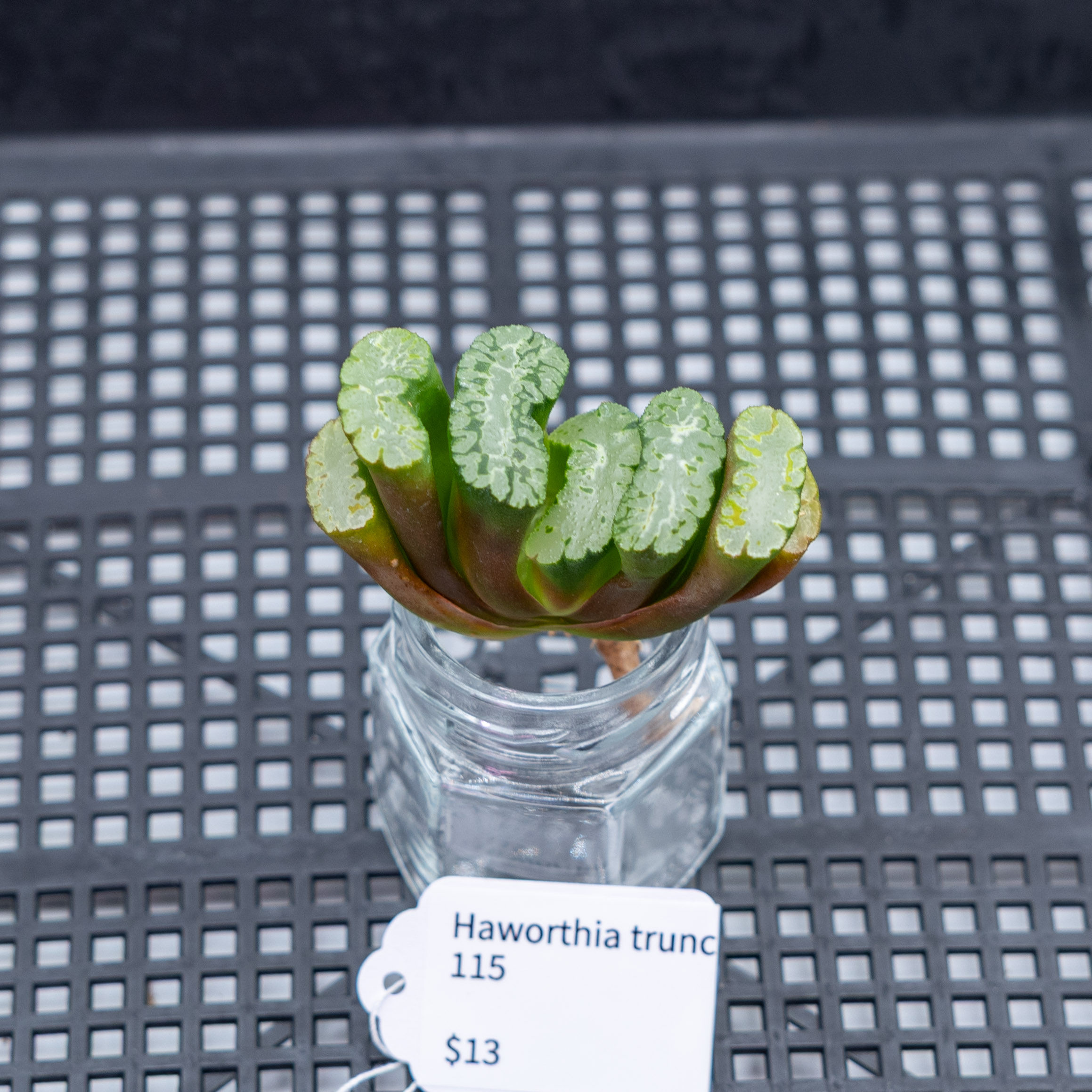 Haworthia truncata 115