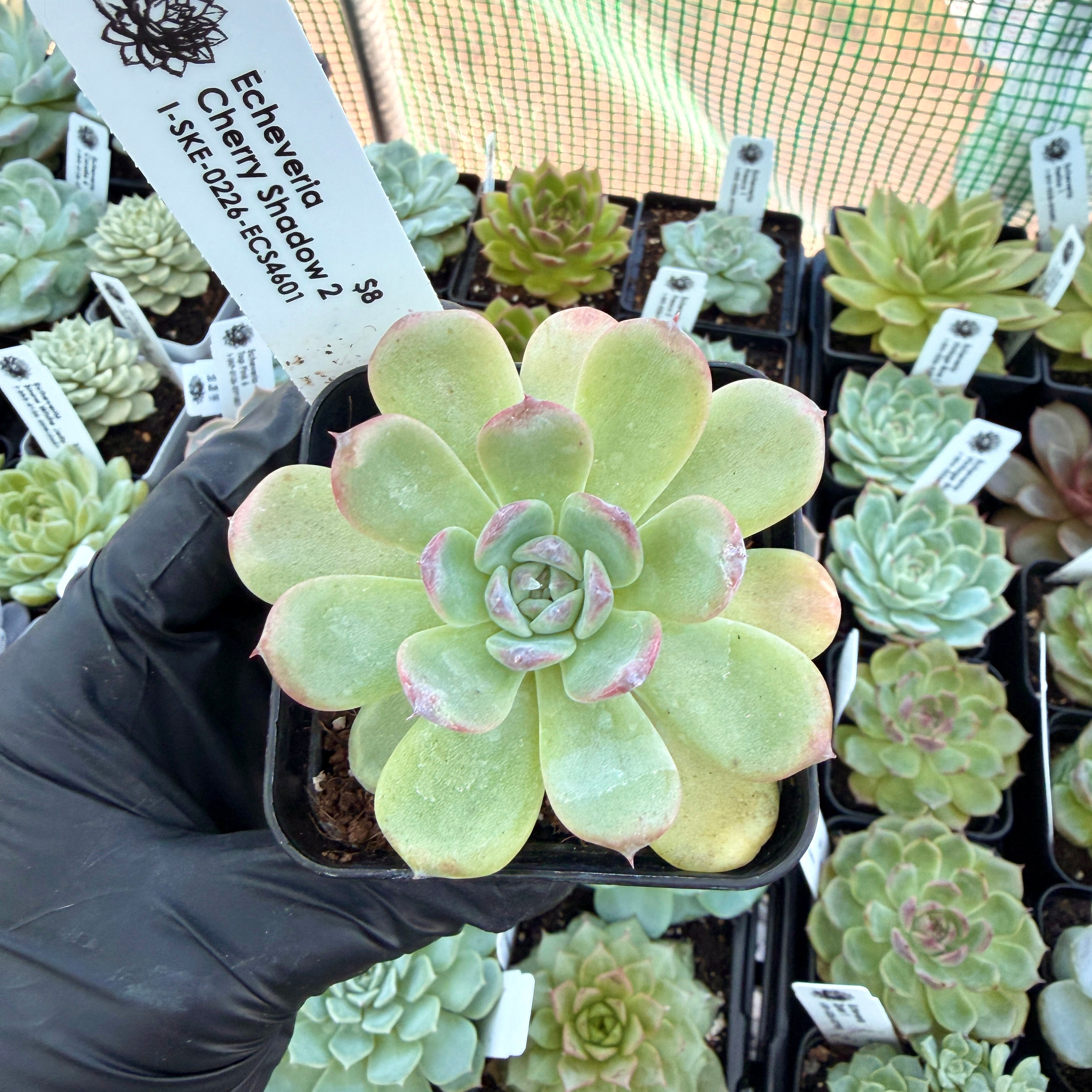 Echeveria Cherry Shadow 2
