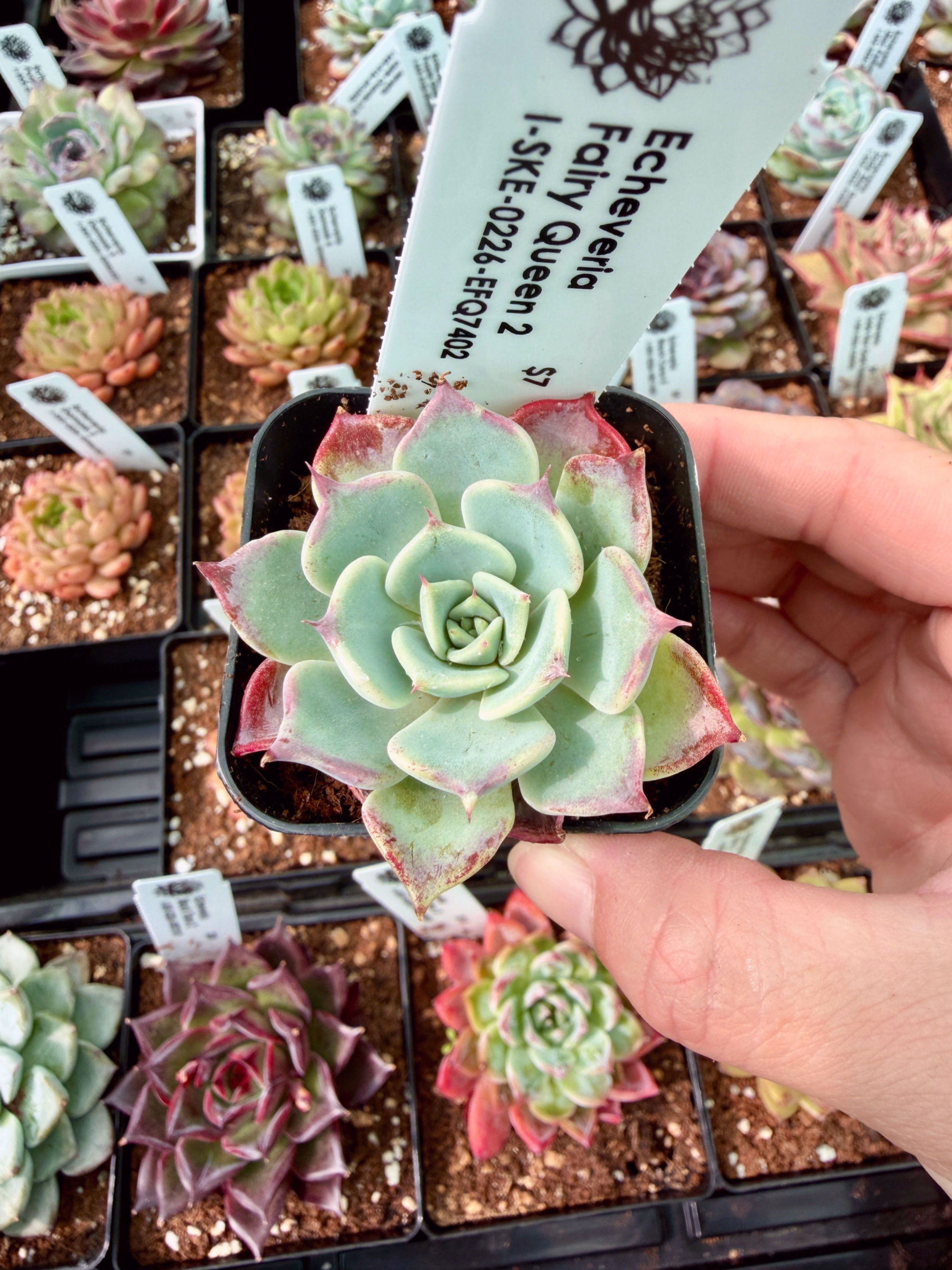Echeveria Fairy Queen 3