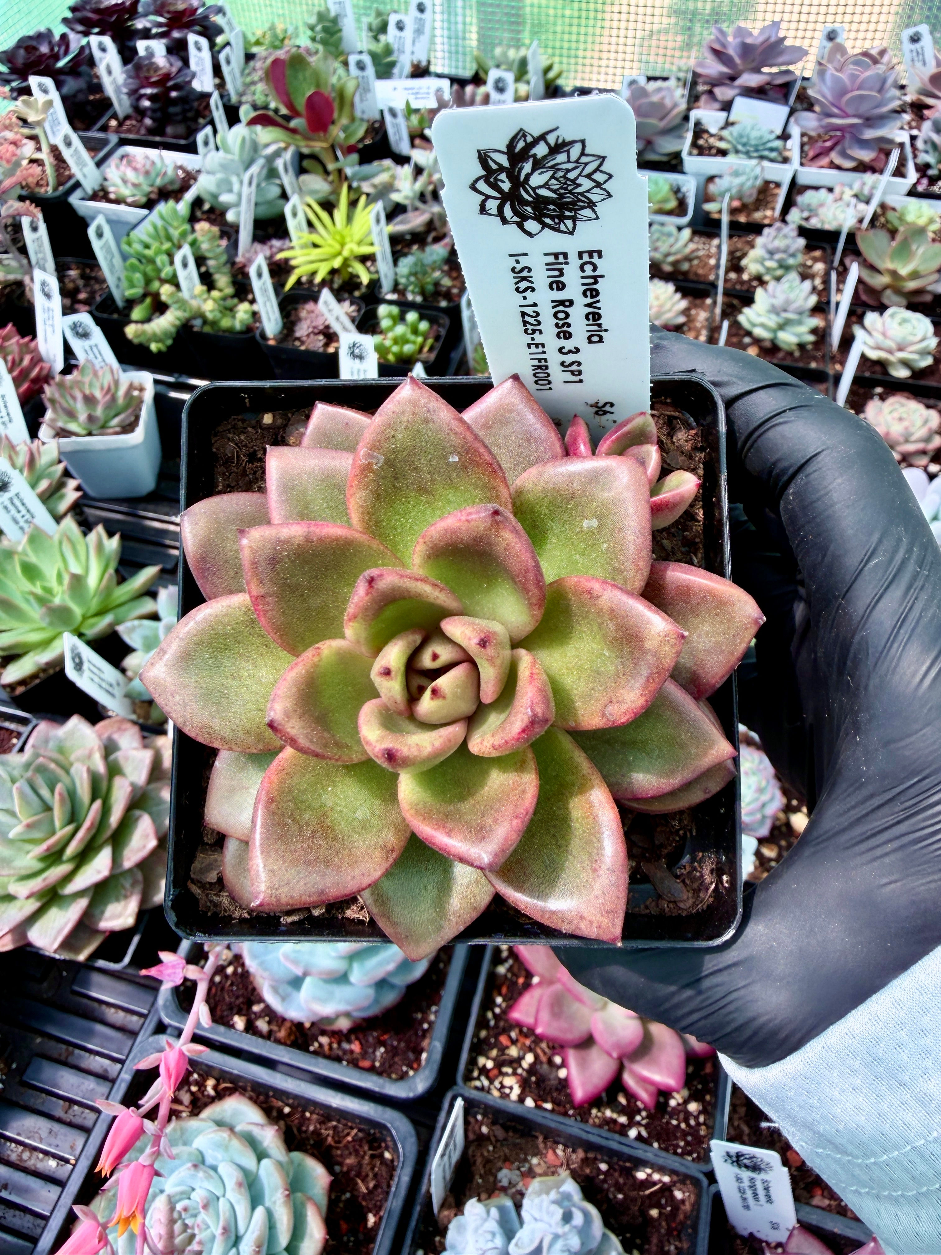 Echeveria Fine Rose 3 SP1