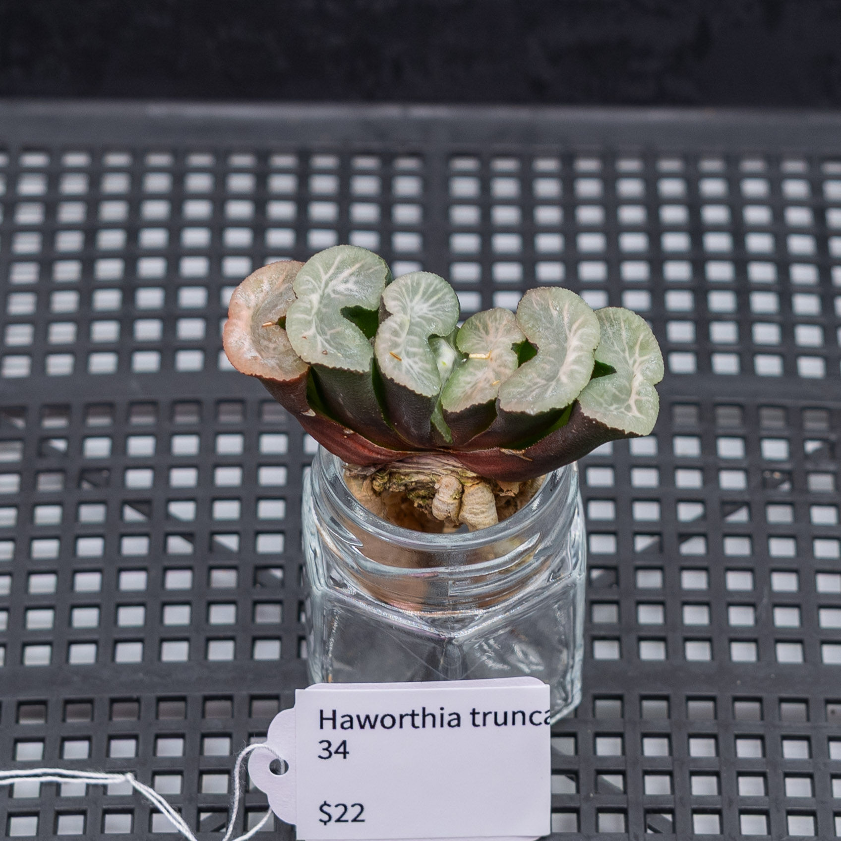 Haworthia truncata 34