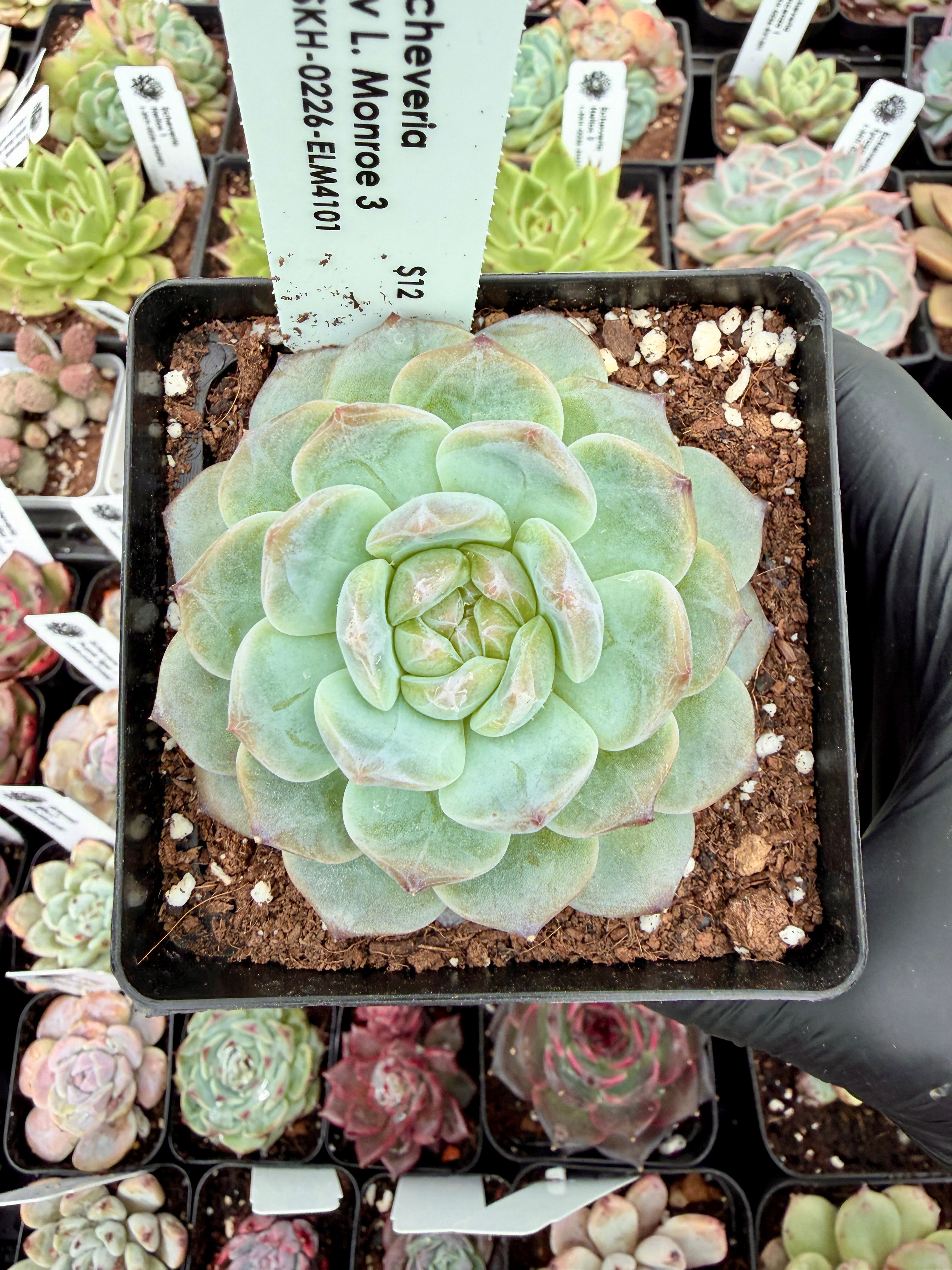 Echeveria cv. Laulindsayana Monroe 3