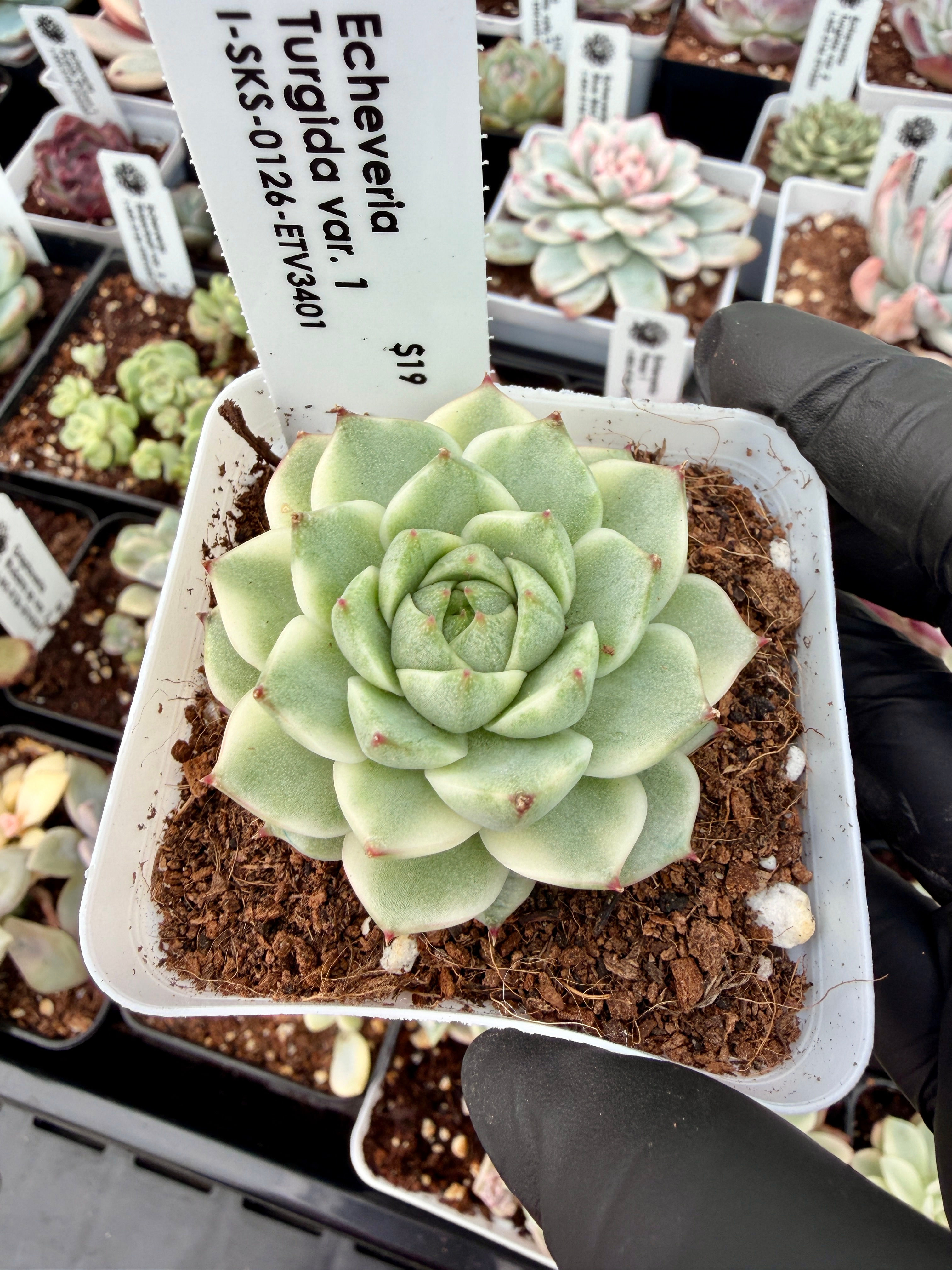 Echeveria Turgida Variegated
