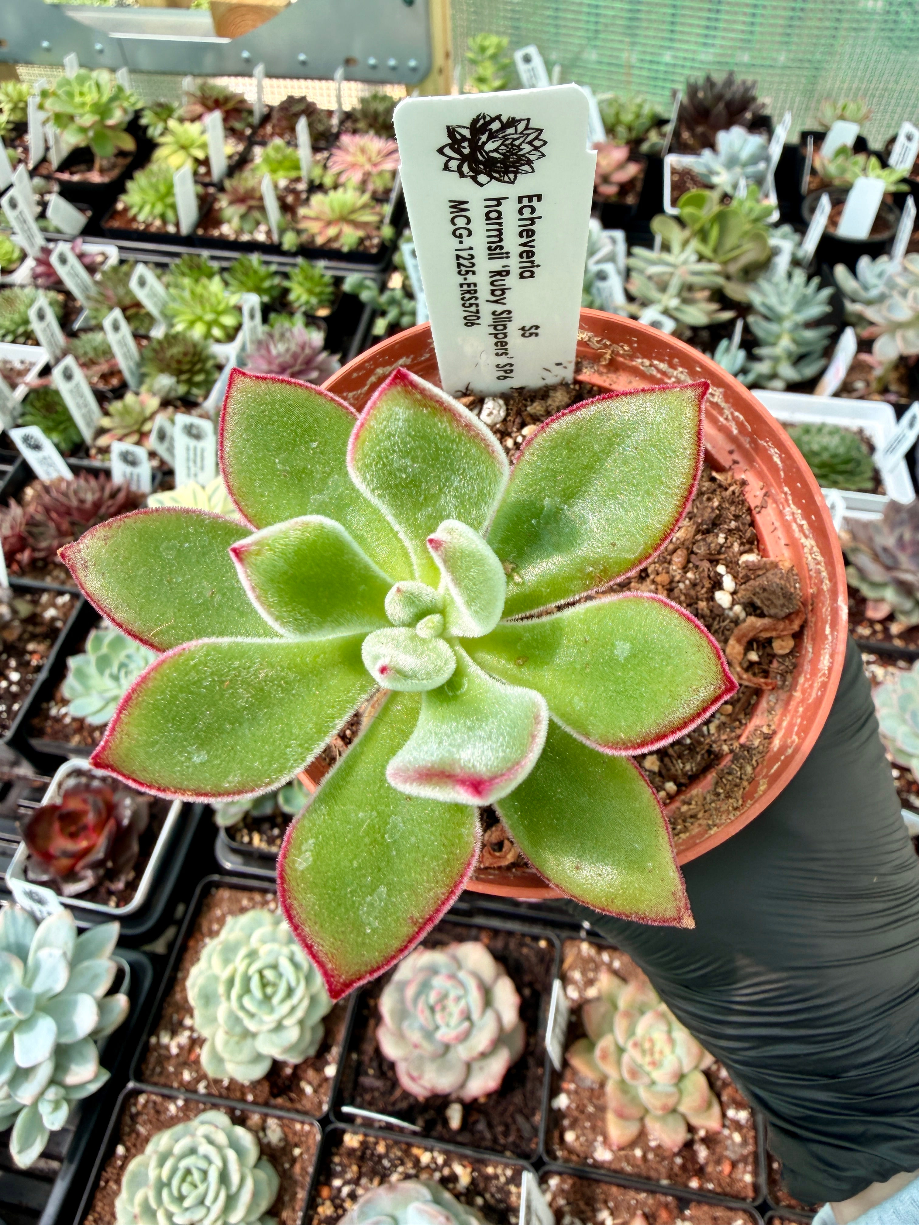 Echeveria Ruby Slippers SP6