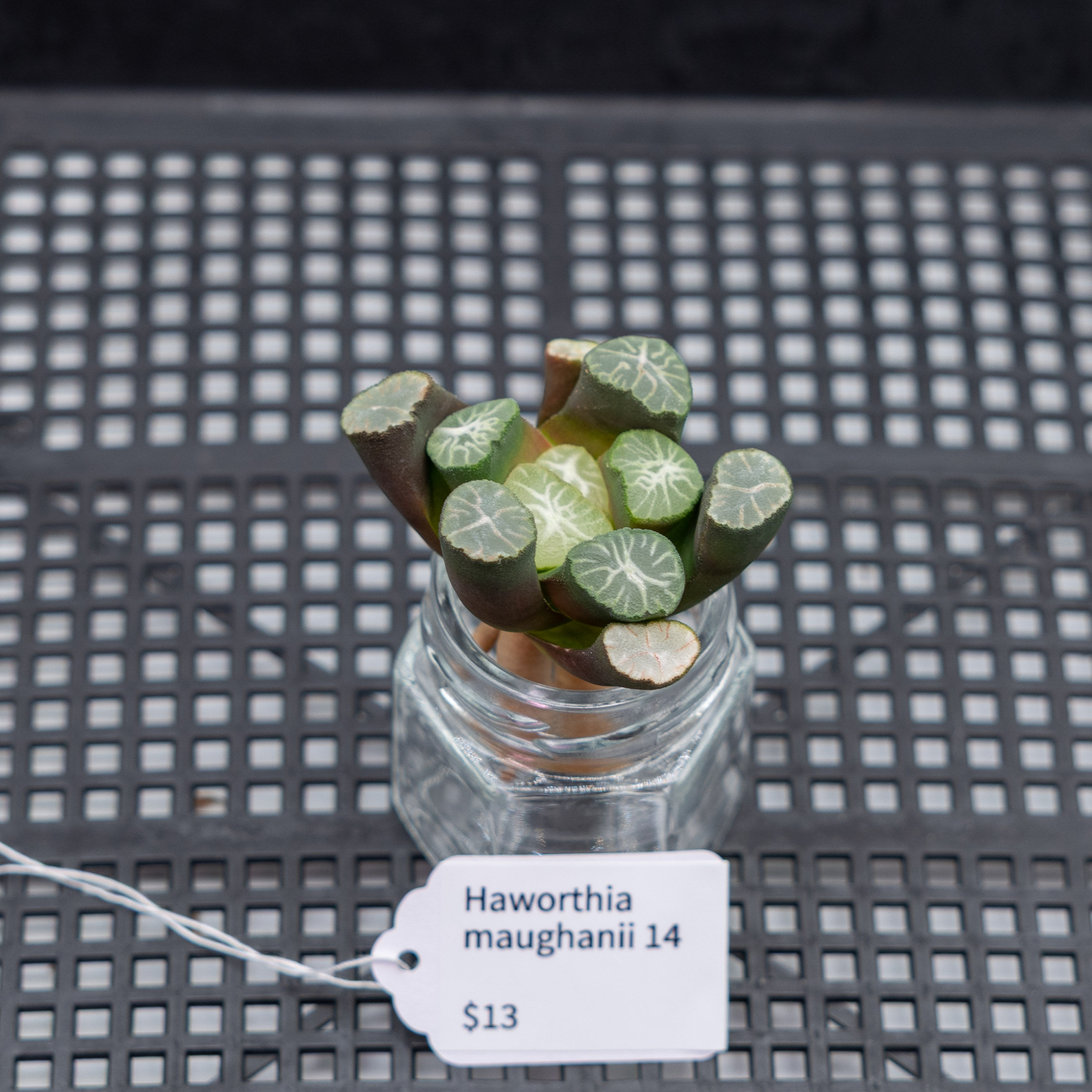 Haworthia maughanii 14