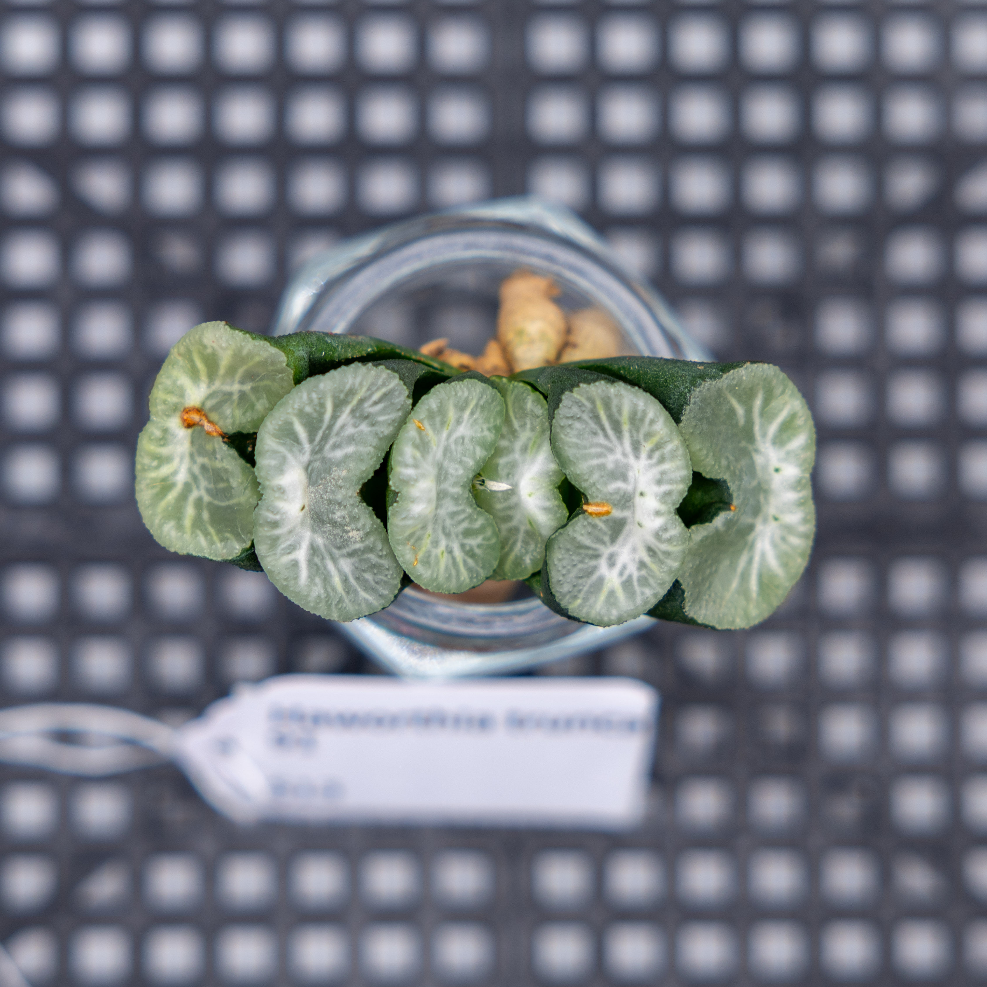 Haworthia truncata 91