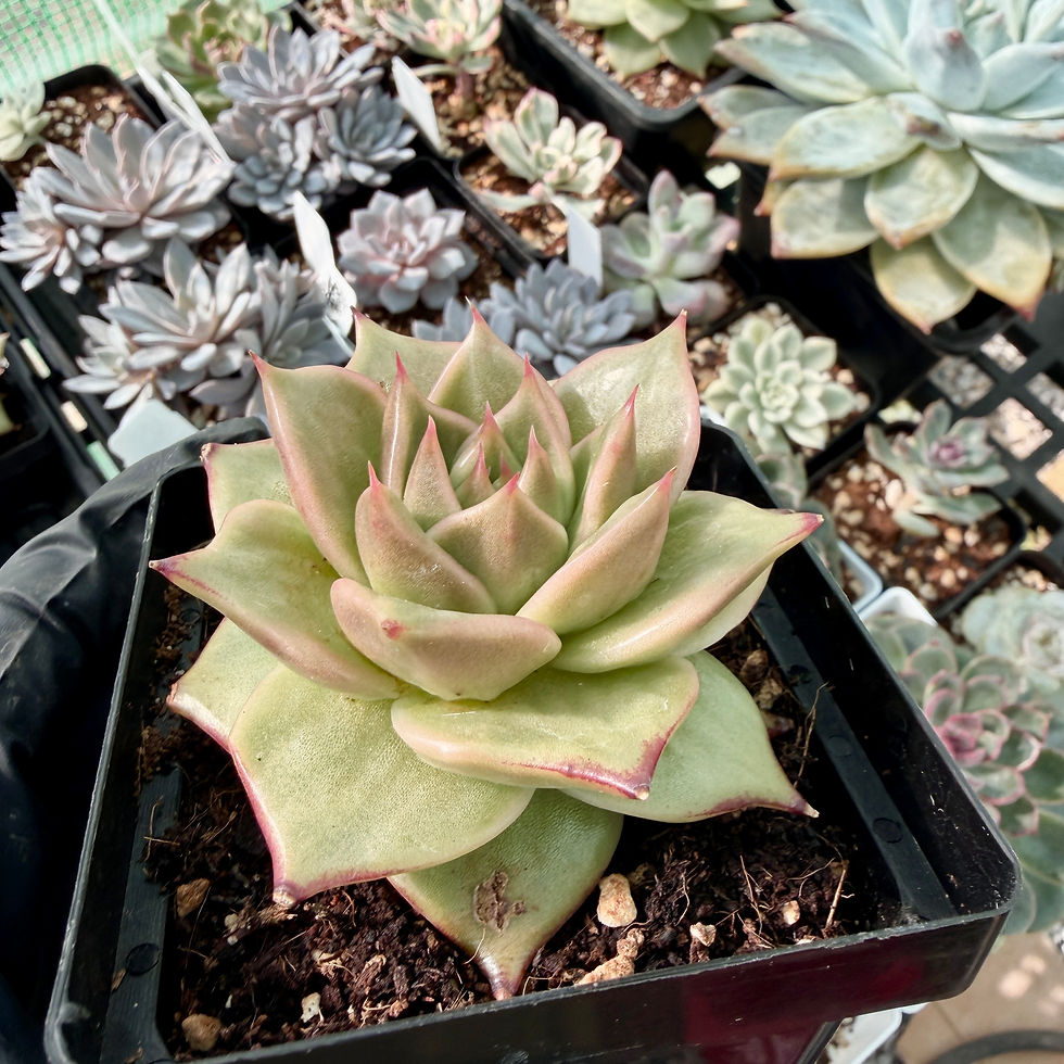 Thumbnail: Echeveria Jade Star Gold Variegated 2