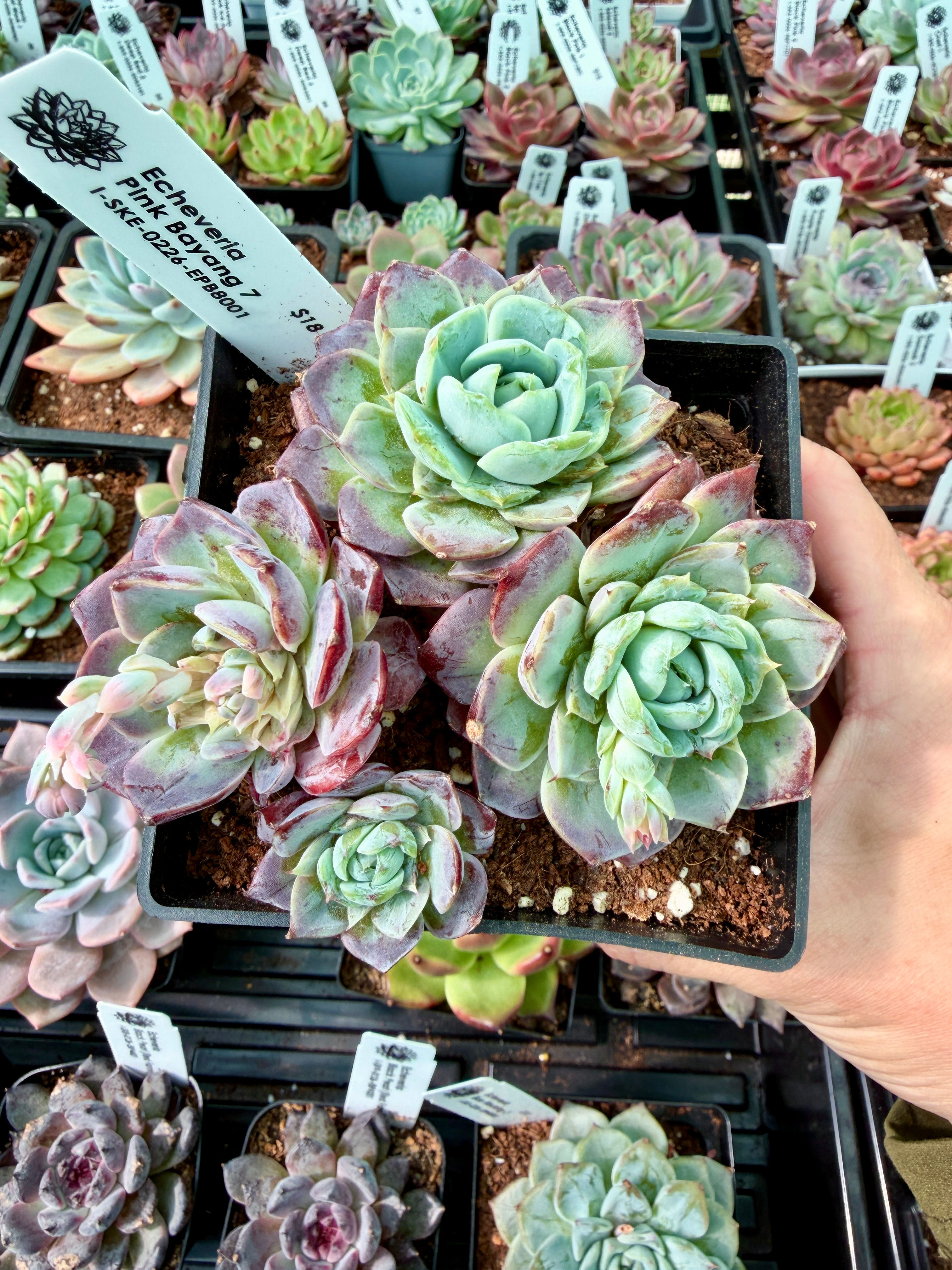 Echeveria Pink Bayang 7