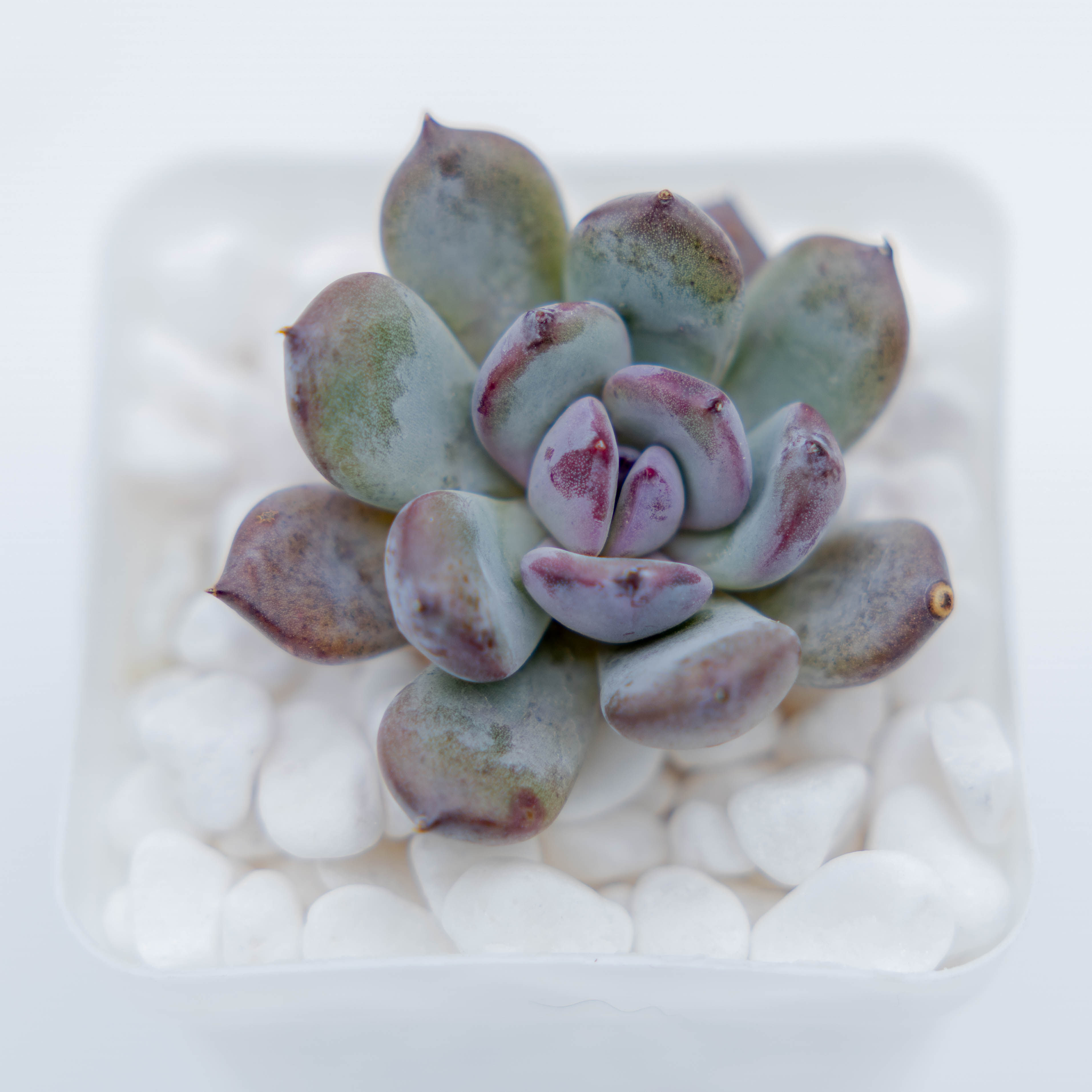 Echeveria Misty Garden - ID#: 022