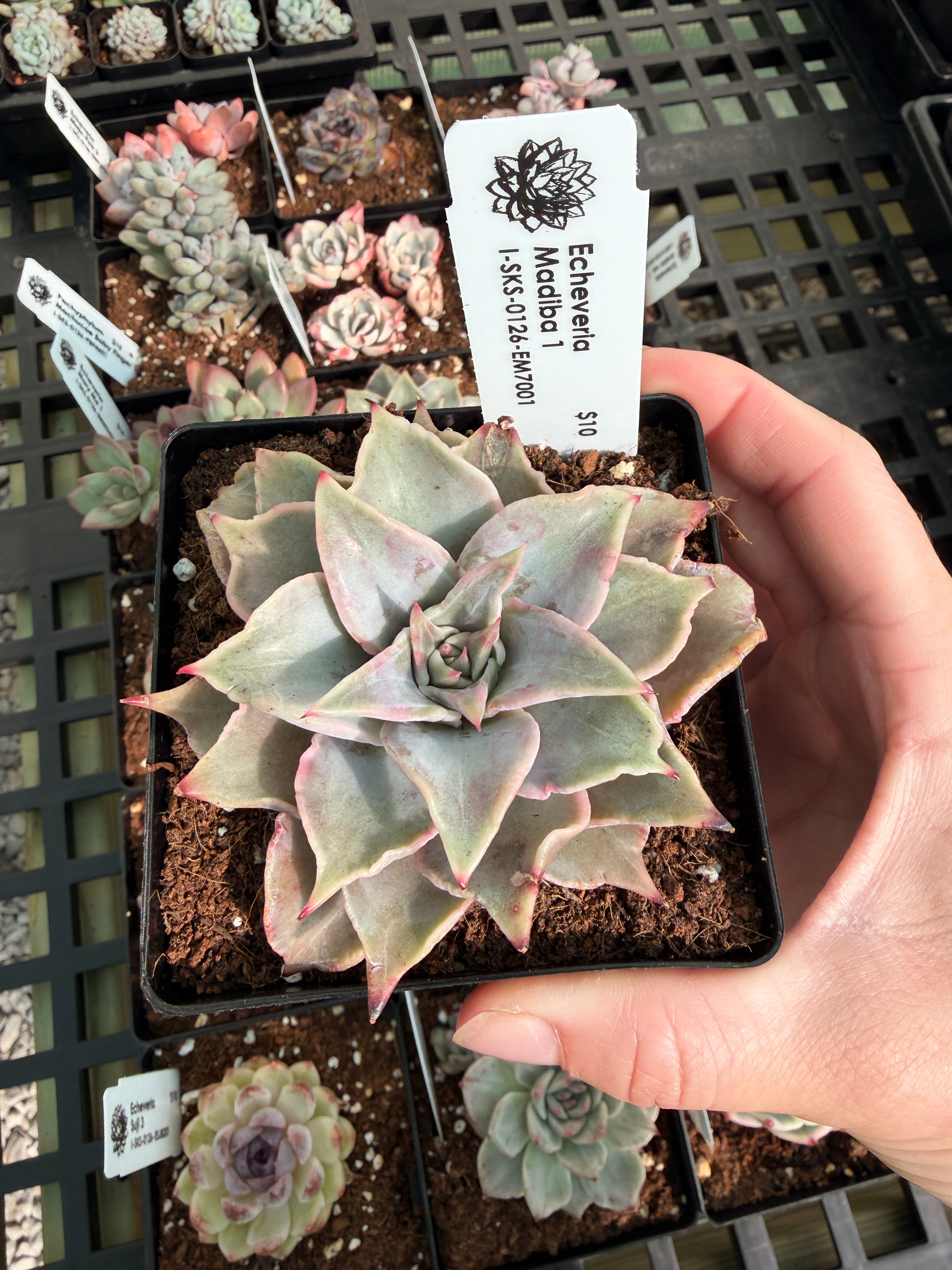 Echeveria Madiba