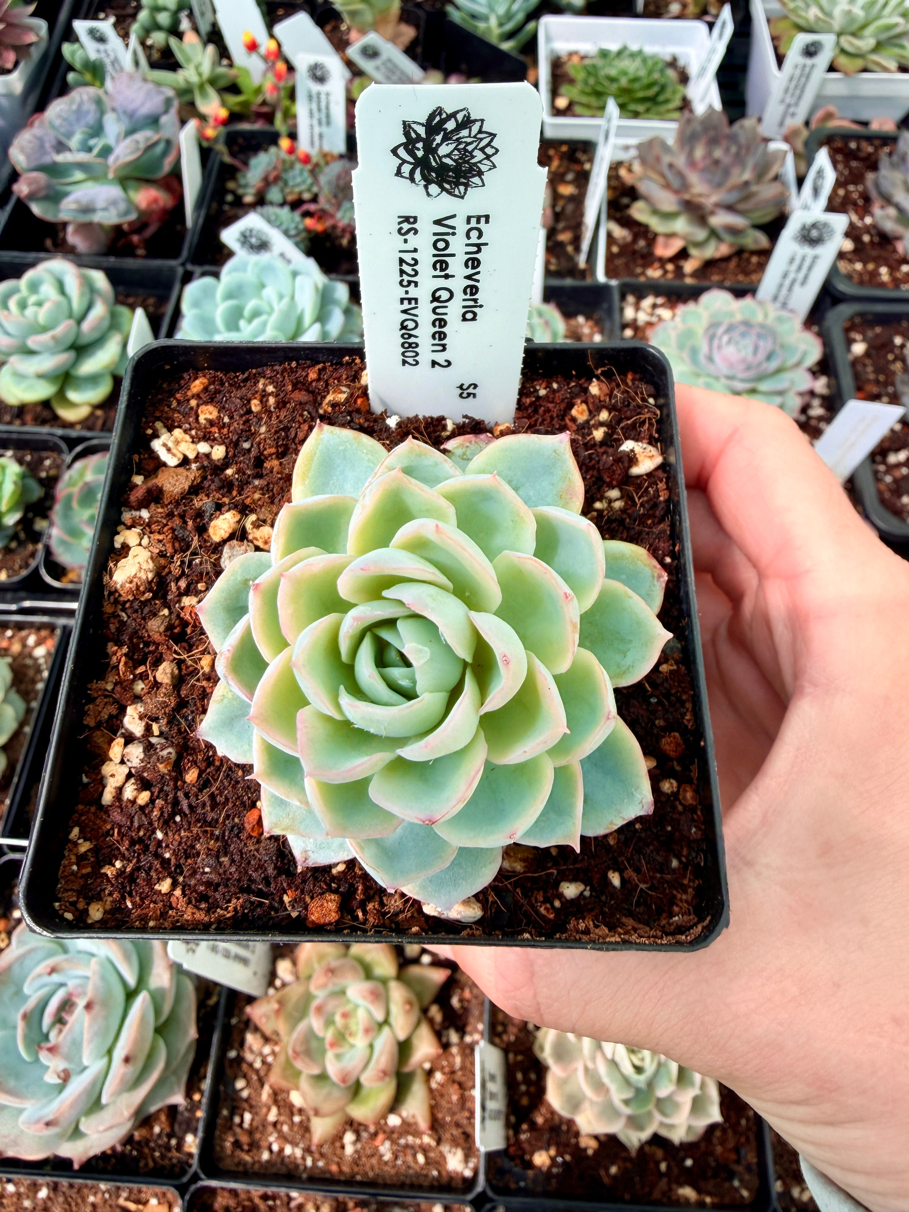 Echeveria Violet Queen 2