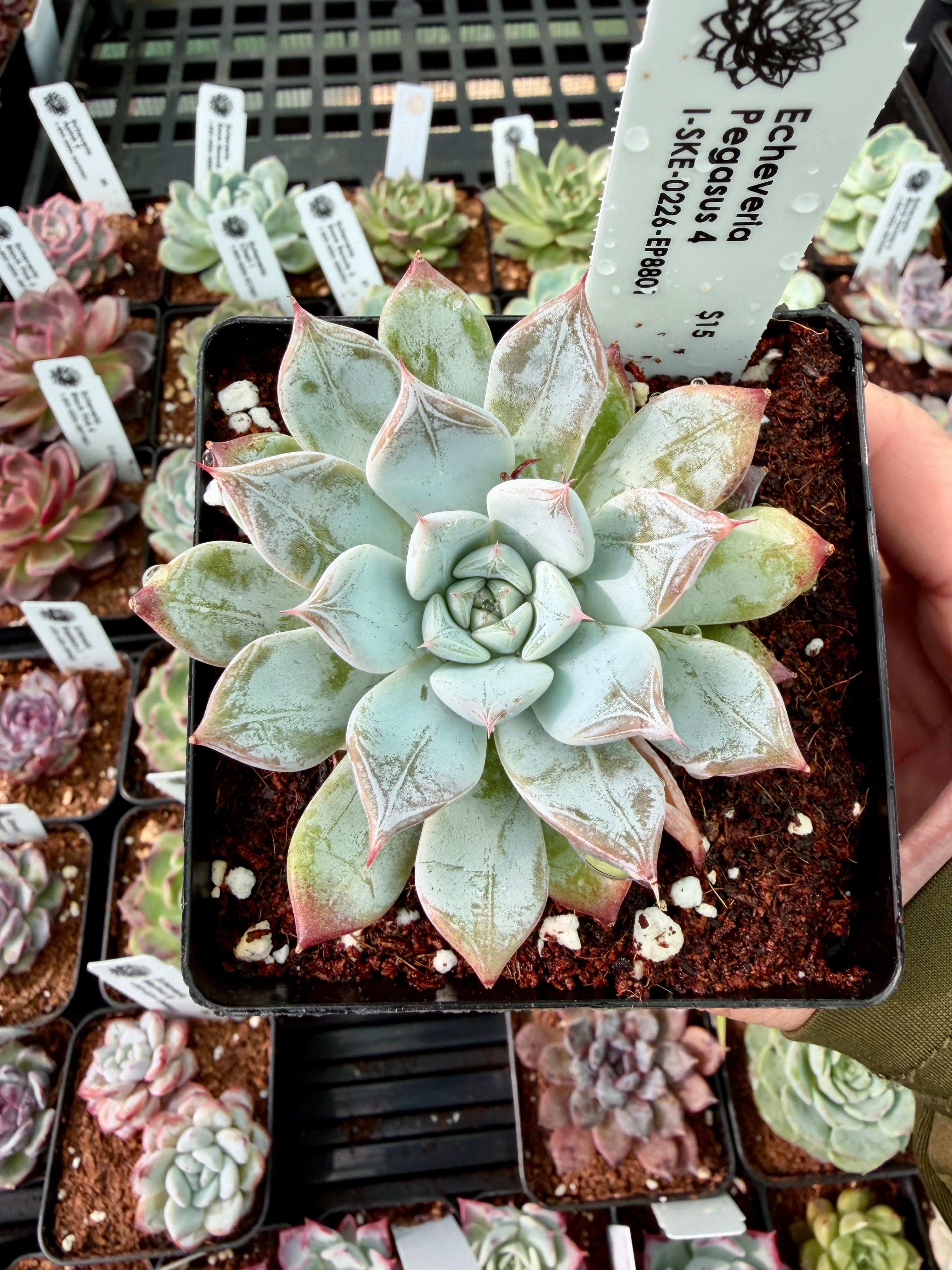 Echeveria Pegasus 4