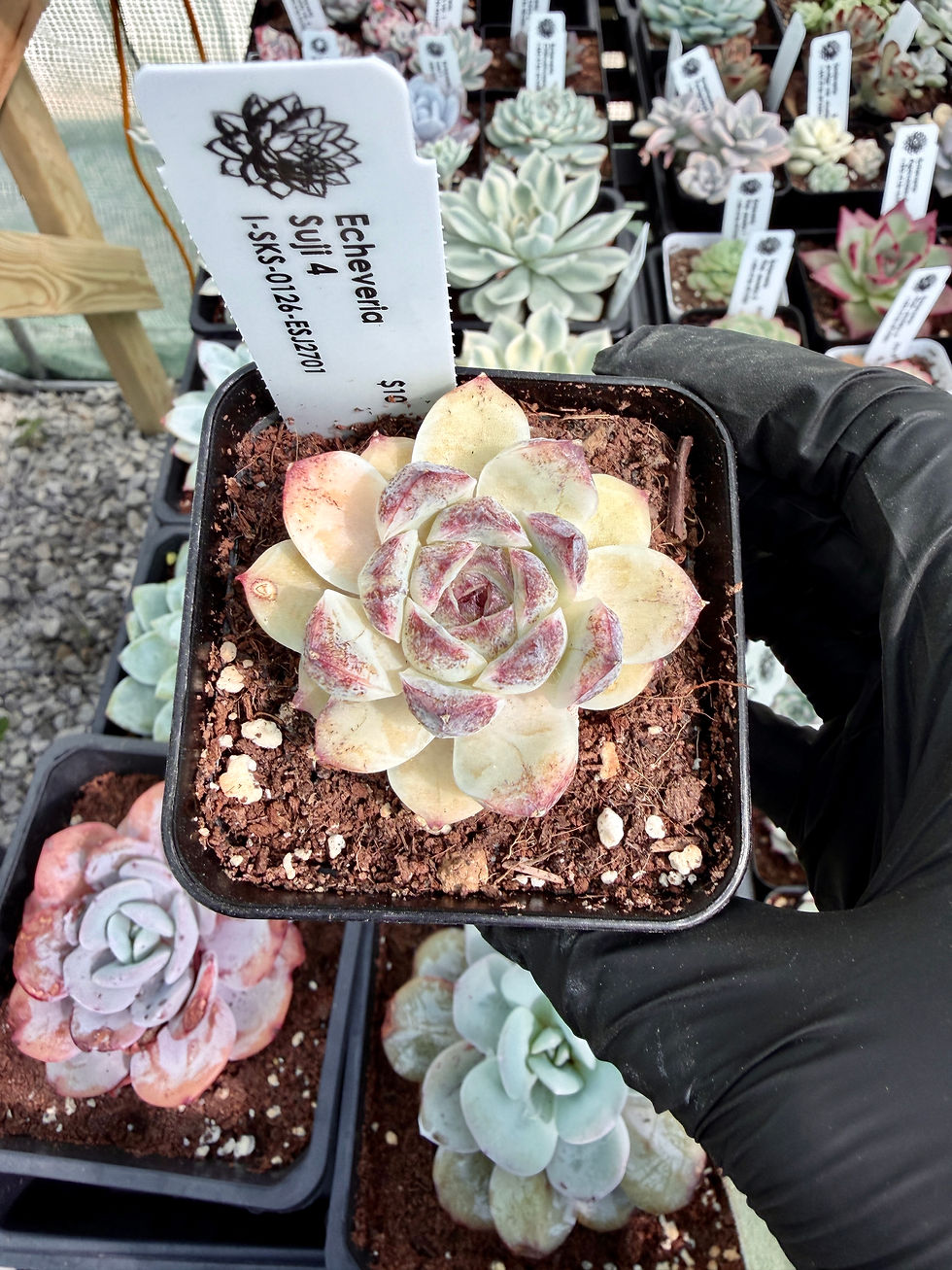 Thumbnail: Echeveria Suji 4