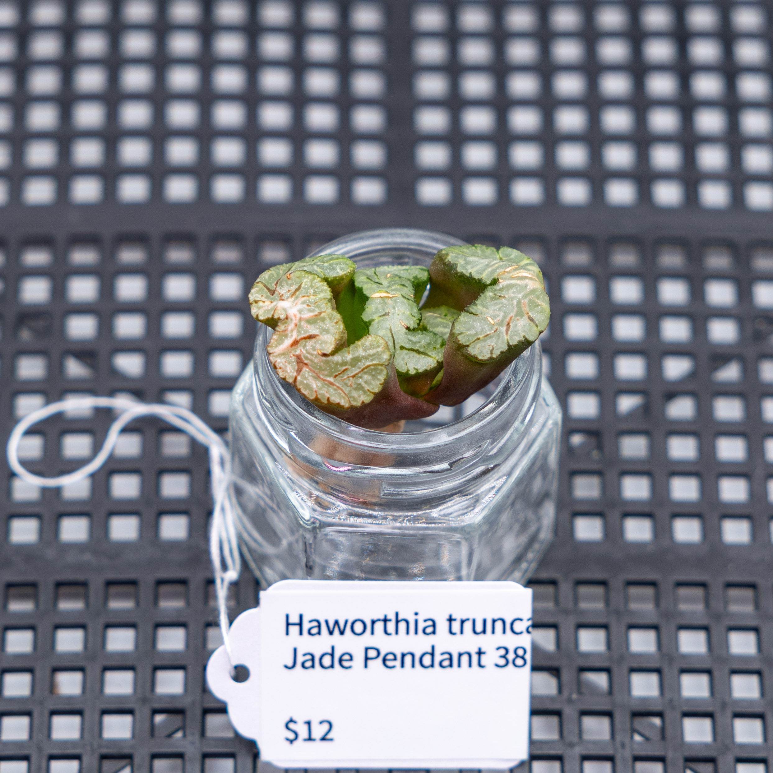 Haworthia truncata Jade Pendant 38