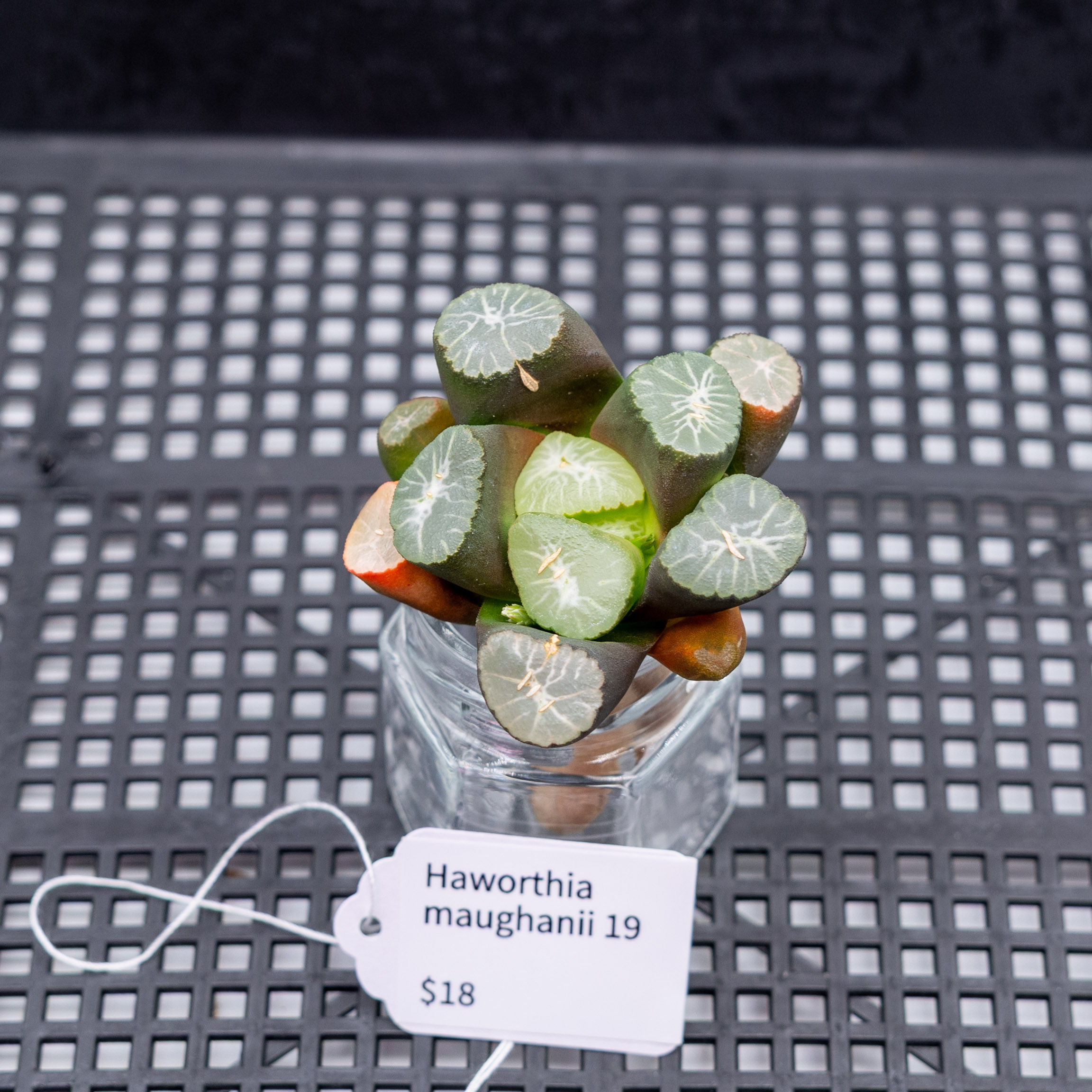 Haworthia maughanii 19